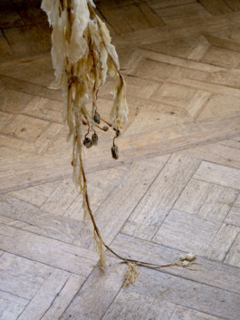 luca vanello