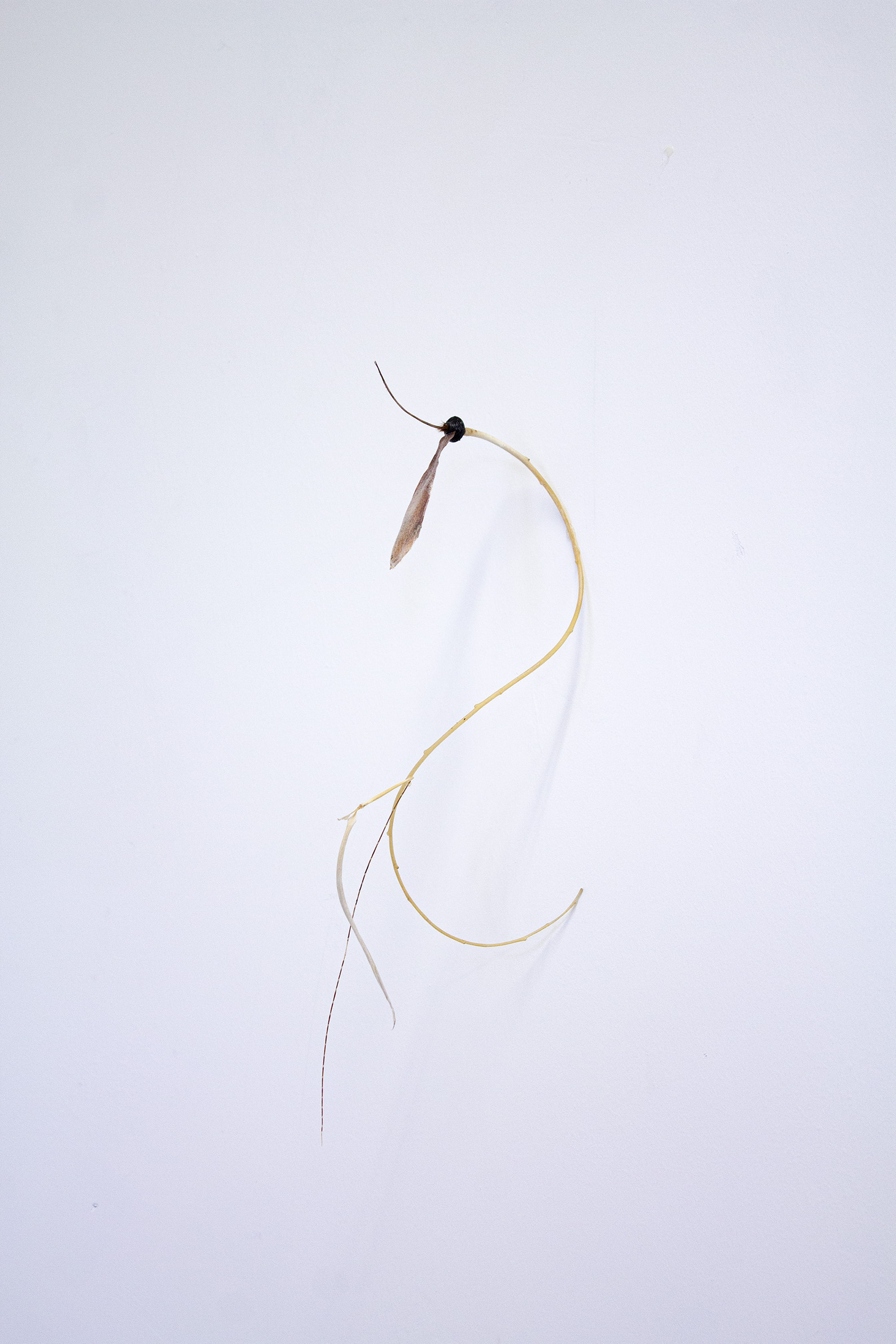 luca vanello